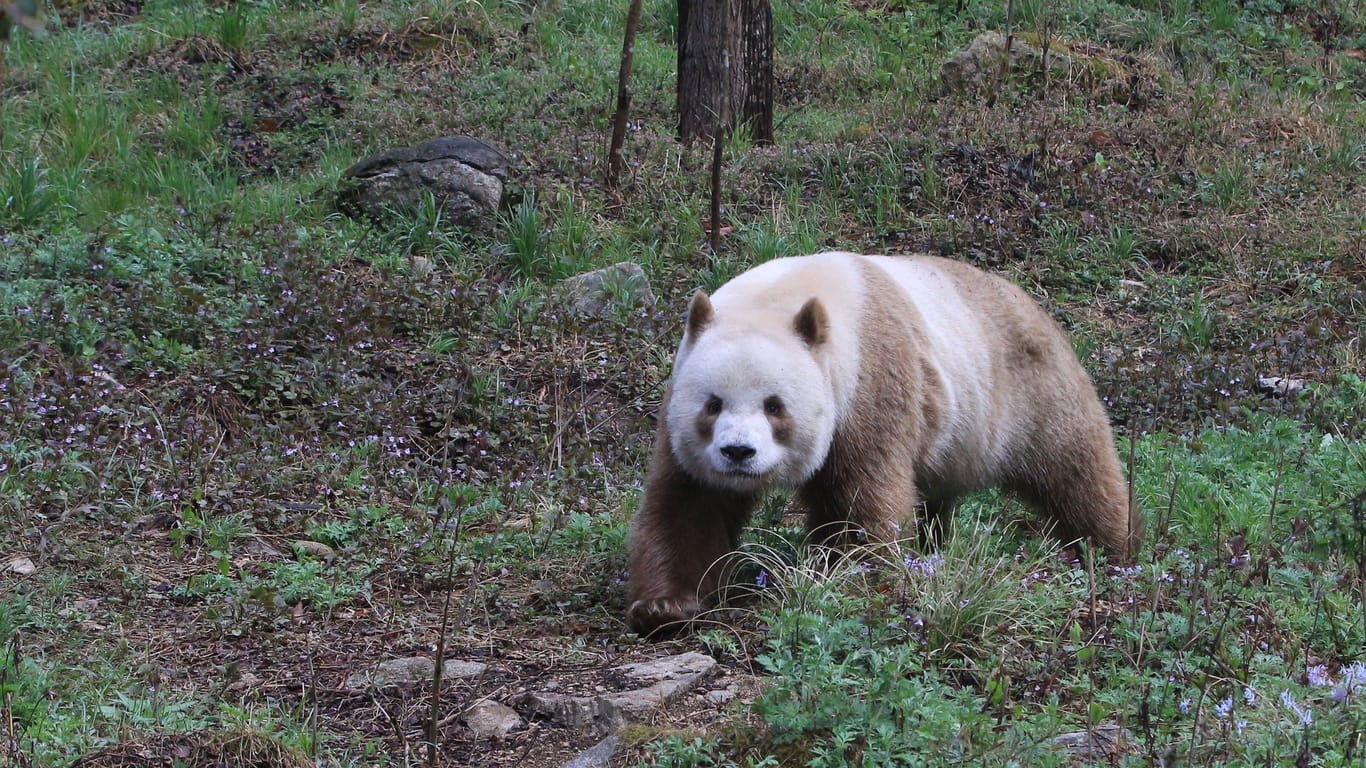 Großer Panda mit extrem seltener Braun-Färbung
