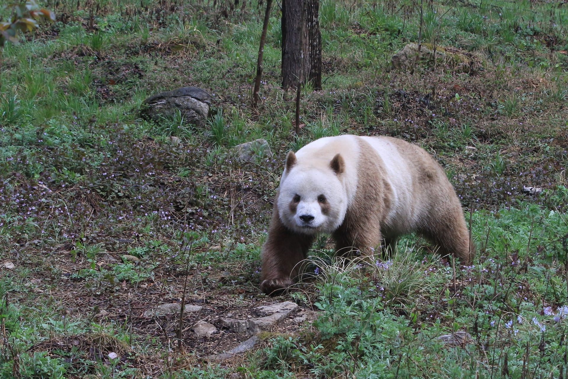 Großer Panda mit extrem seltener Braun-Färbung