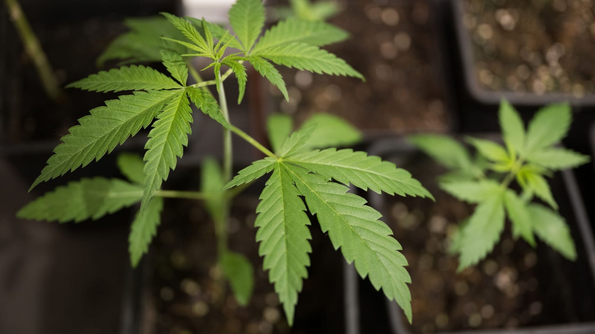 Cannabis-Anbau Cannabis-Anbau