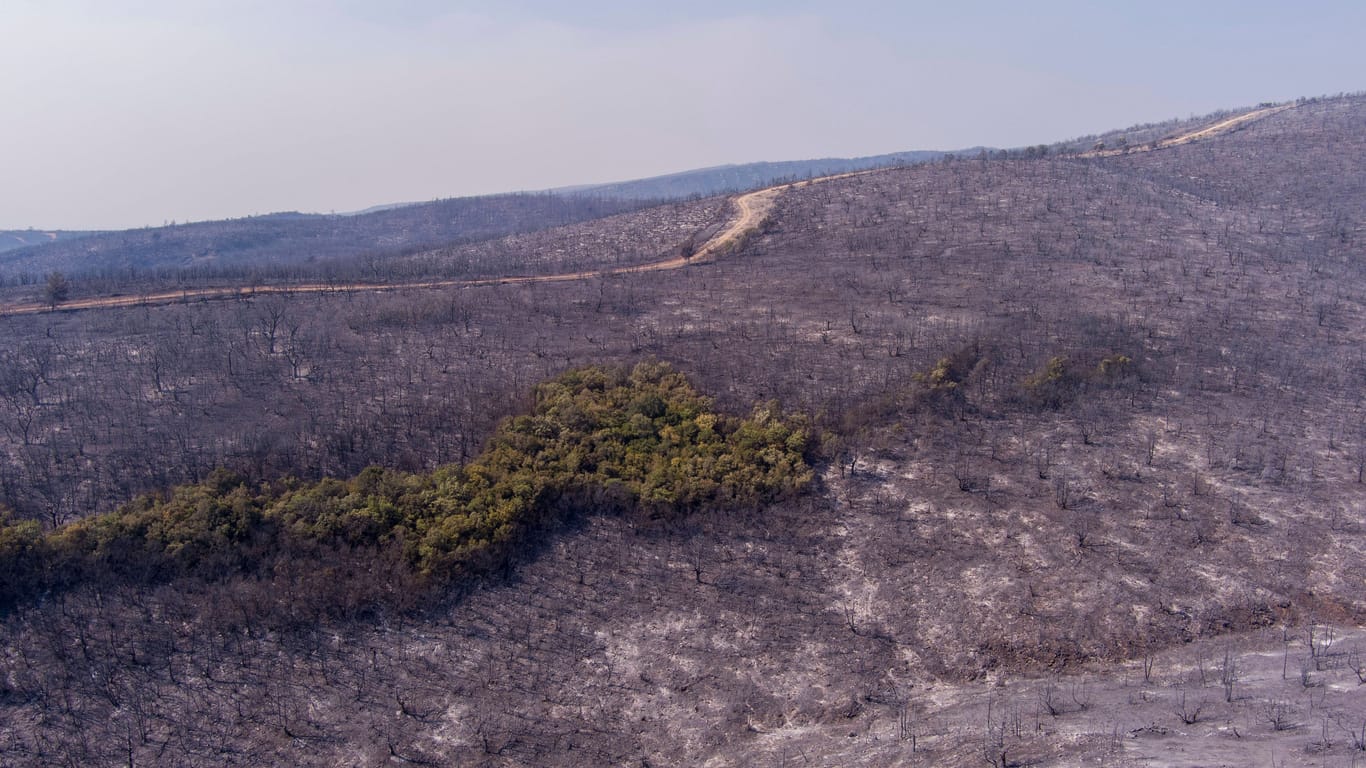 Resultat eines Waldbrandes in Griechenland: Zwar entstehen Waldbrände meist durch Brandstiftung; durch die Folgen des Klimawandels werden sie allerdings verheerender.