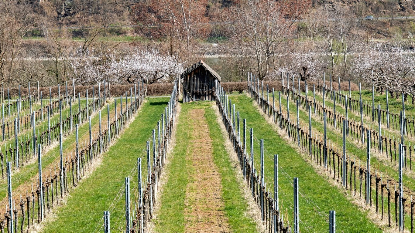 Ein Weingarten in Österreich (Archivbild): Höhere Lagen könnten vom Klimawandel verschont bleiben.