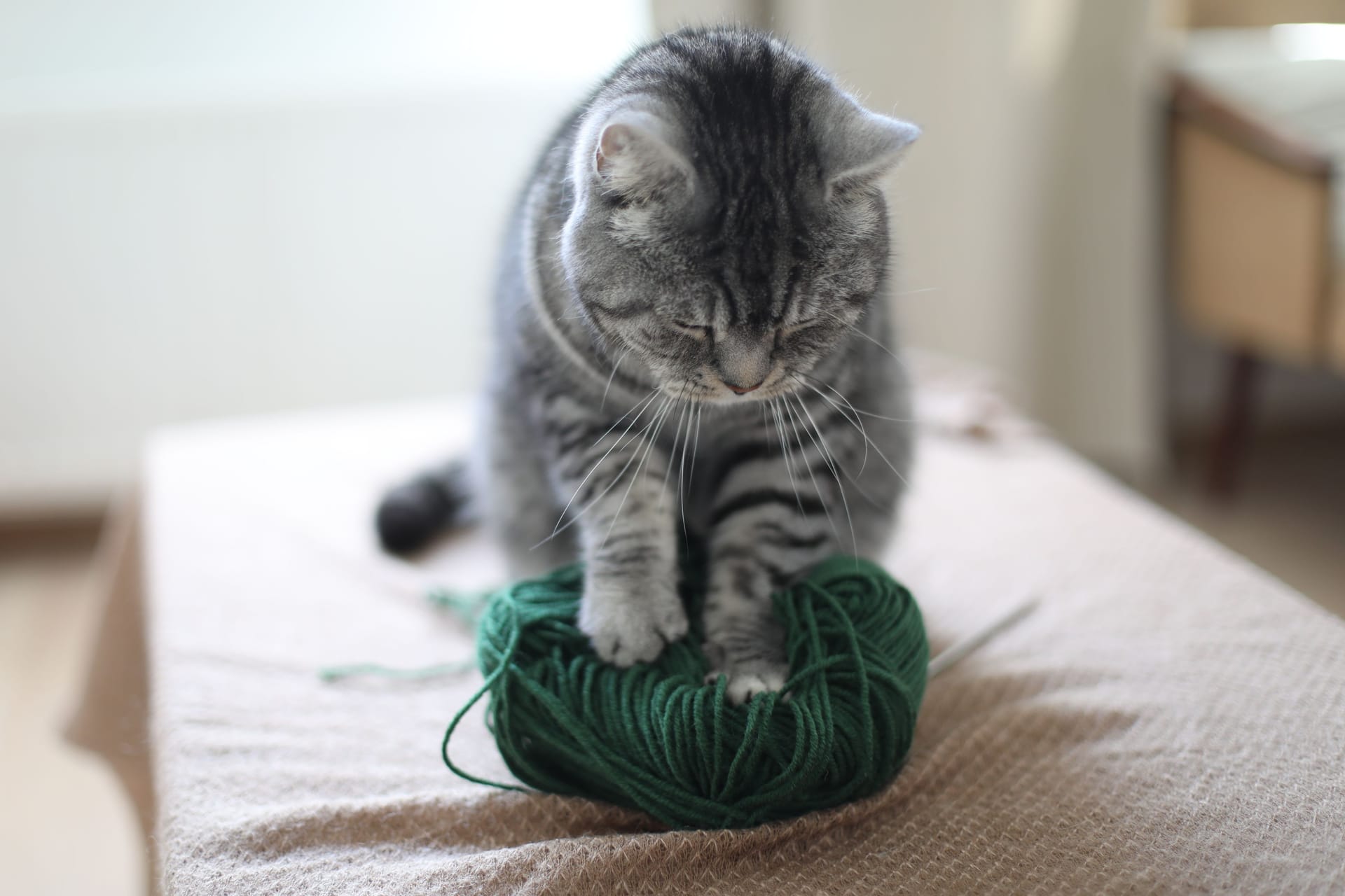 a cute funny tabby cat playing with woolen yarn indoors in cozy room at home