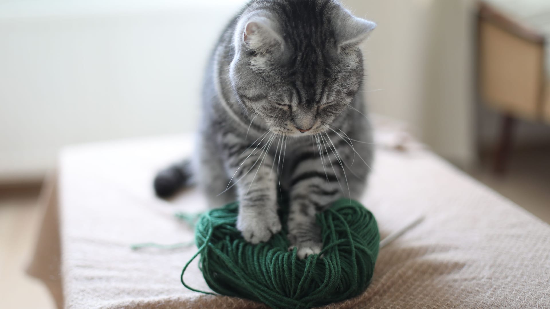 a cute funny tabby cat playing with woolen yarn indoors in cozy room at home