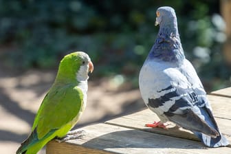 Monk parakeet with a rock pigeon perched on a wooden outdoor bench