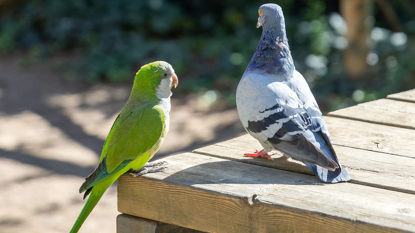 Monk parakeet with a rock pigeon perched on a wooden outdoor bench