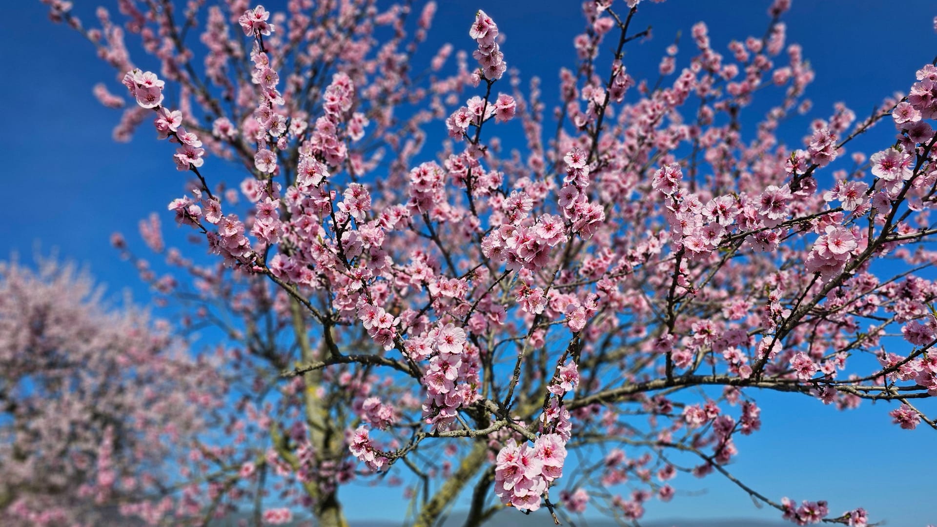 Mandelblüten (Archivbild): Es wird wieder frühlingshaft.