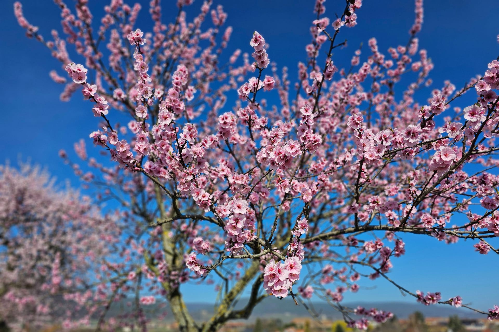 Mandelblüten (Archivbild): Es wird wieder frühlingshaft.