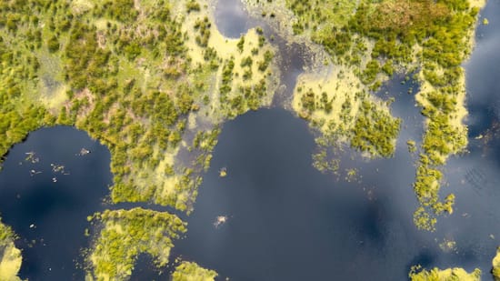 Moorland landscape in Emsland (archive photo). Because many black deer occur in moorland areas, they are also called swamp deer. (Source: IMAGO/imageBROKER/Farina Graßmann)