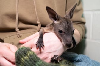 Känguru-Baby
