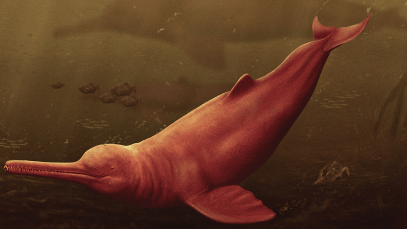 Größter Süßwasser-Delfin entdeckt: Forscher haben die wohl älteste Art von Flussdelfinen entdeckt.