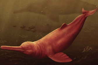 Größter Süßwasser-Delfin entdeckt: Forscher haben die wohl älteste Art von Flussdelfinen entdeckt.