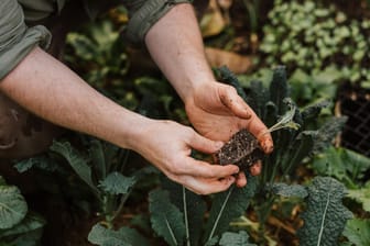 Person planting kale seeds in the lush garden