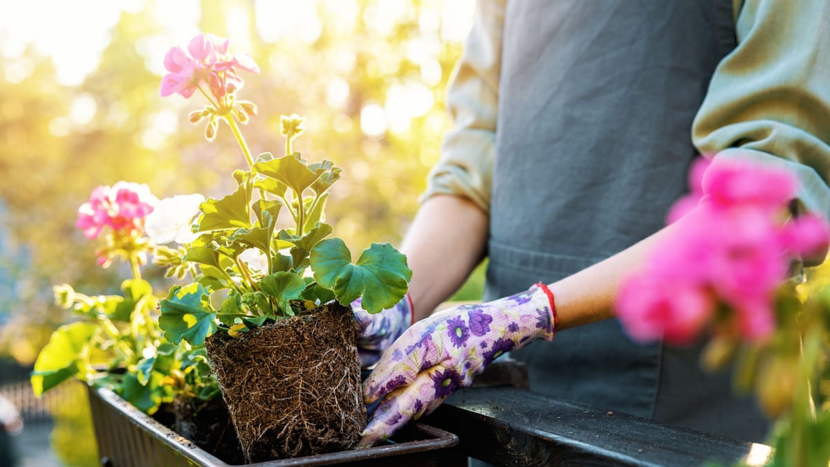 Balkon Kutusu Bitkisi: Tüm yıl boyunca Floral Splendor için İpuçları