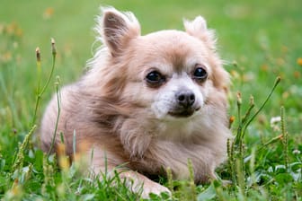 Old dog Chihuahua in green grass on a summer day