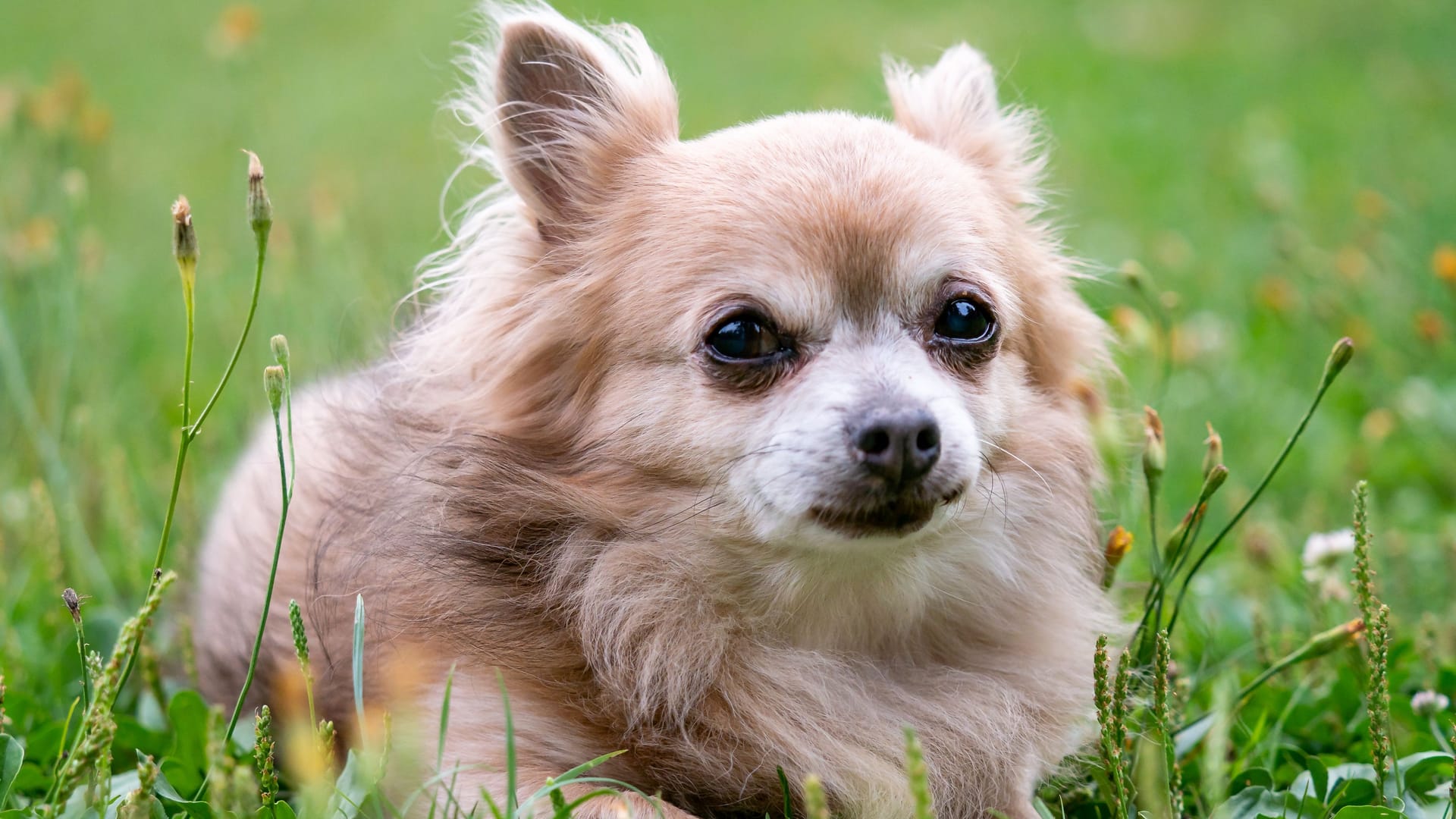 Old dog Chihuahua in green grass on a summer day Old dog Chihuahua in green grass on a summer day
