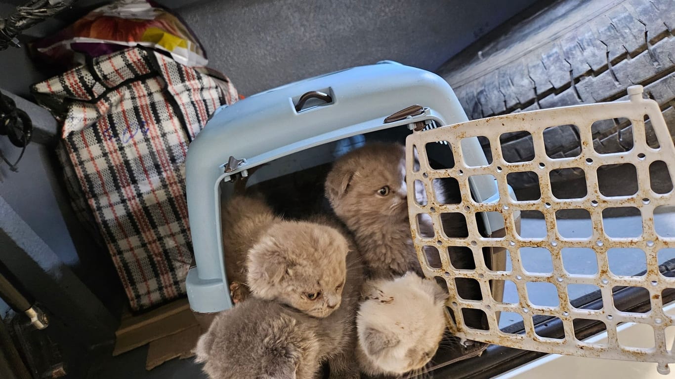 Katzenbabys in Reisebus sichergestellt