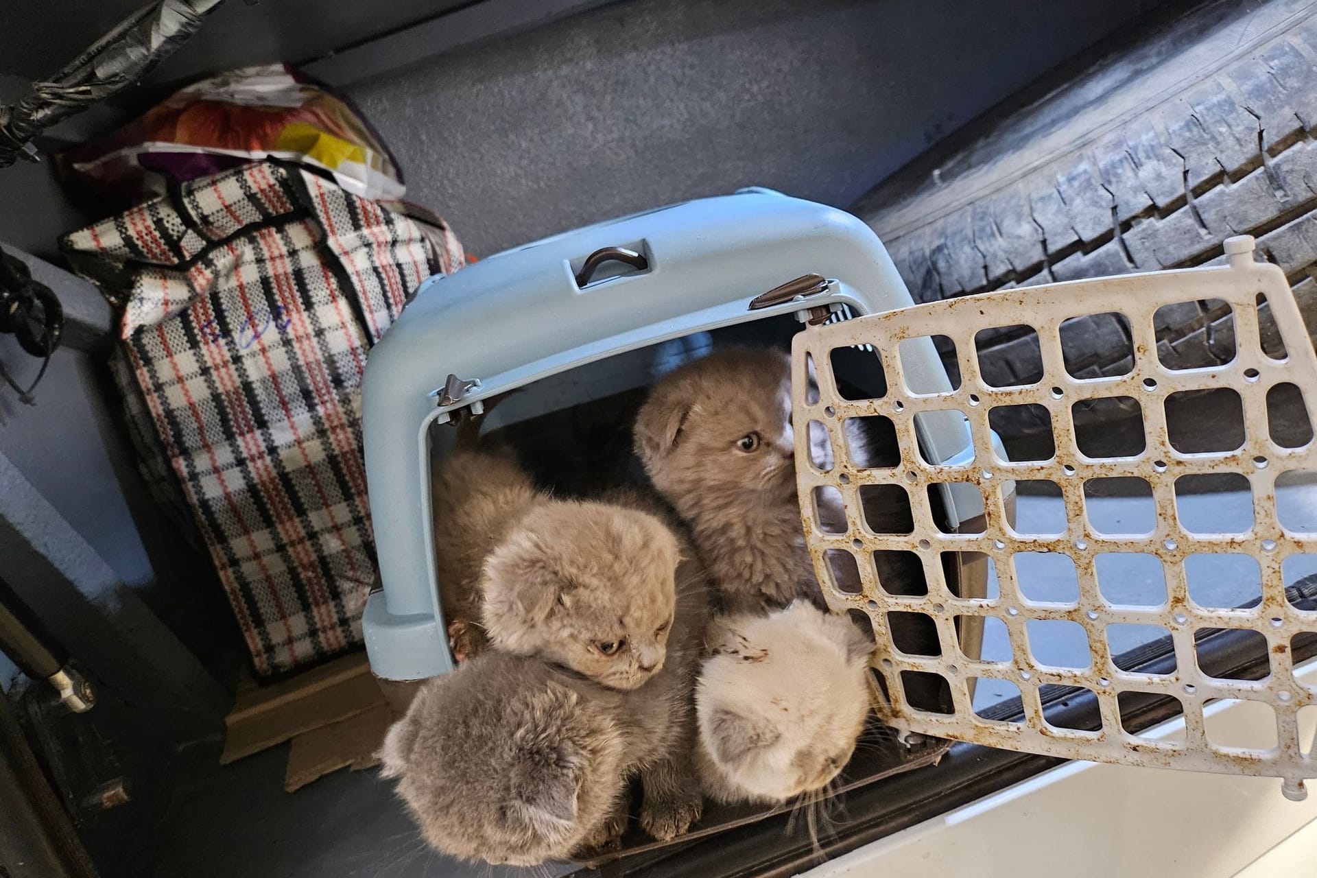 Katzenbabys in Reisebus sichergestellt