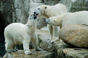 Eisbärenmutter Valeska (Mitte) mit ihren Zwillingstöchtern Anna und Elsa. Suchen Sie gerne sich aus, wo Anna auf dem Bild ist.