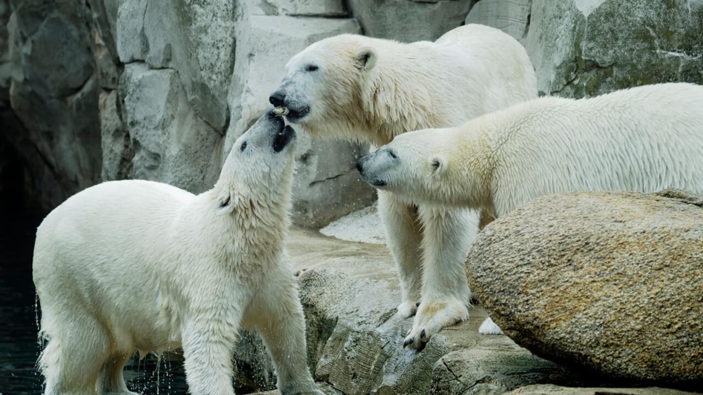 Eisbärenmutter Valeska (Mitte) mit ihren Zwillingstöchtern Anna und Elsa. Suchen Sie gerne sich aus, wo Anna auf dem Bild ist.