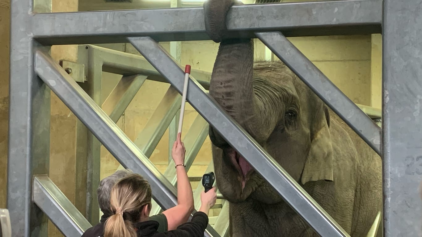 Mund auf: Eine Tierärztin misst mit einer Thermometer-Messpistole die Temperatur von Elefant "Bindi" .