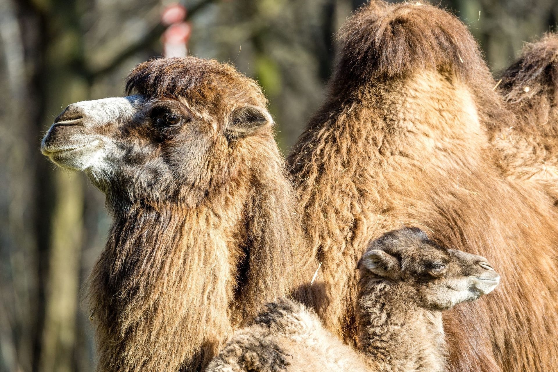 Tierpark Cottbus