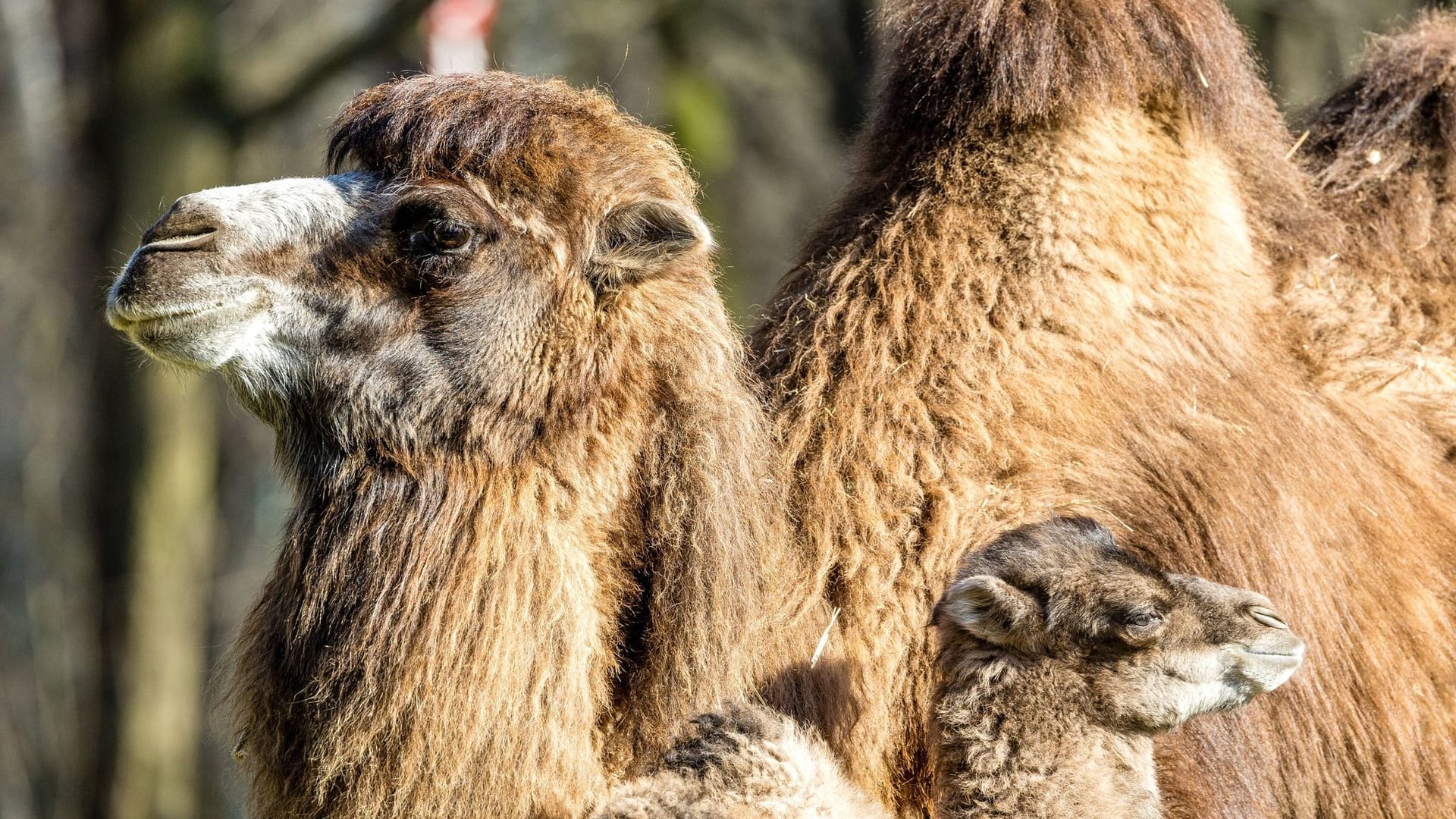 Tierpark Cottbus Tierpark Cottbus