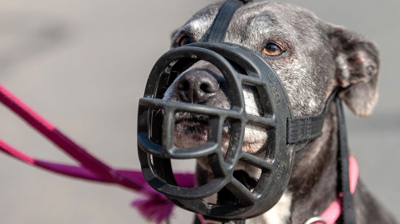 Eine American Staffordshire Terrier Hündin trägt einen Maulkorb (Symbolbild): Drei Hunde hatten eine Joggerin in Österreich getötet.