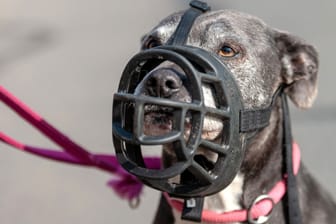 Eine American Staffordshire Terrier Hündin trägt einen Maulkorb (Symbolbild): Drei Hunde hatten eine Joggerin in Österreich getötet.