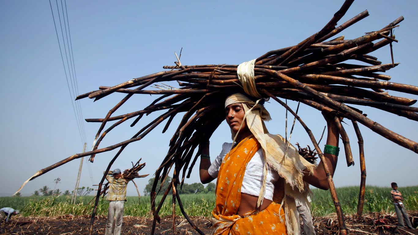 Frau auf einer Zuckerplantage (Archivbild): Eine Recherche deckt Zwangsarbeit in Indien auf.