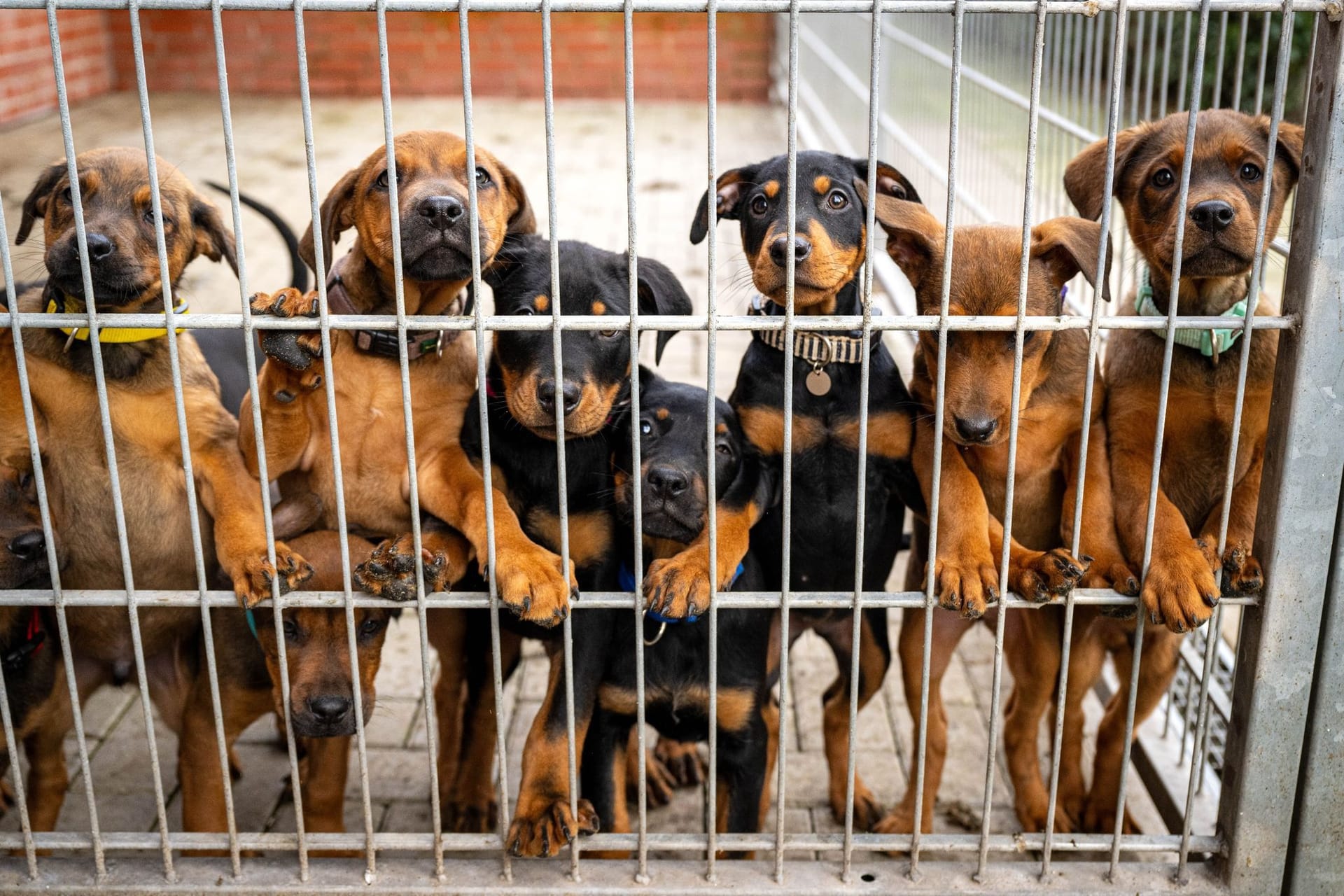 Die Lage in deutschen Tierheimen