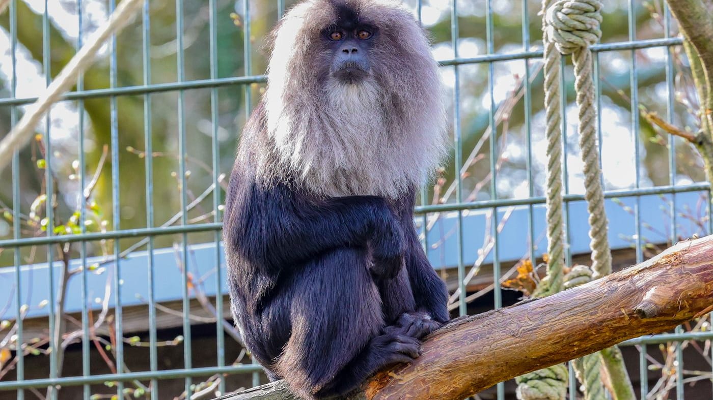 Eines der neuen Bartaffen-Weibchen: Im Kölner Zoo hofft man auf baldigen Nachwuchs. Eines der neuen Bartaffen-Weibchen: Im Kölner Zoo hofft man auf baldigen Nachwuchs.