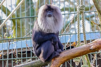Eines der neuen Bartaffen-Weibchen: Im Kölner Zoo hofft man auf baldigen Nachwuchs.