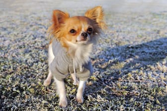 Ein Chihuahua steht auf einem gefrorenen Feld (Symbolbild): Der Hamburger Frühling ist alles andere als sonnig.