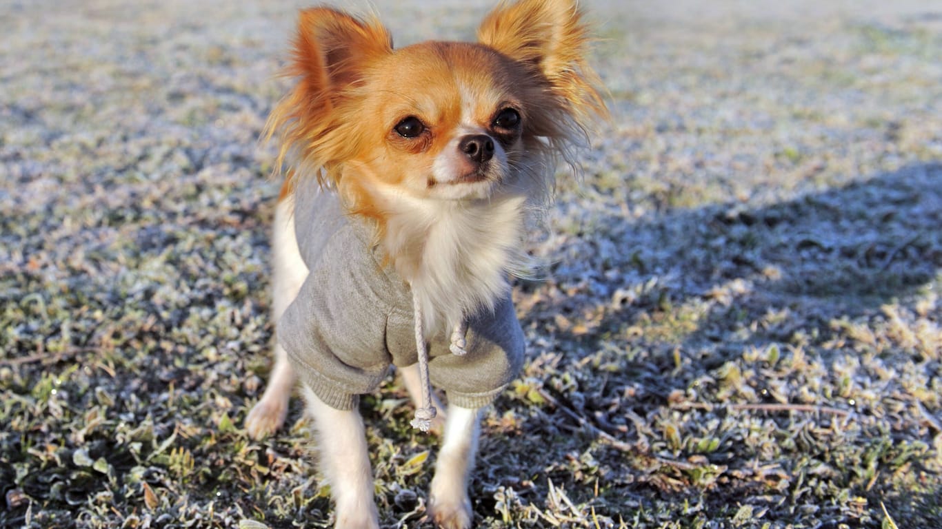 Ein Chihuahua steht auf einem gefrorenen Feld (Symbolbild): Der Hamburger Frühling ist alles andere als sonnig.