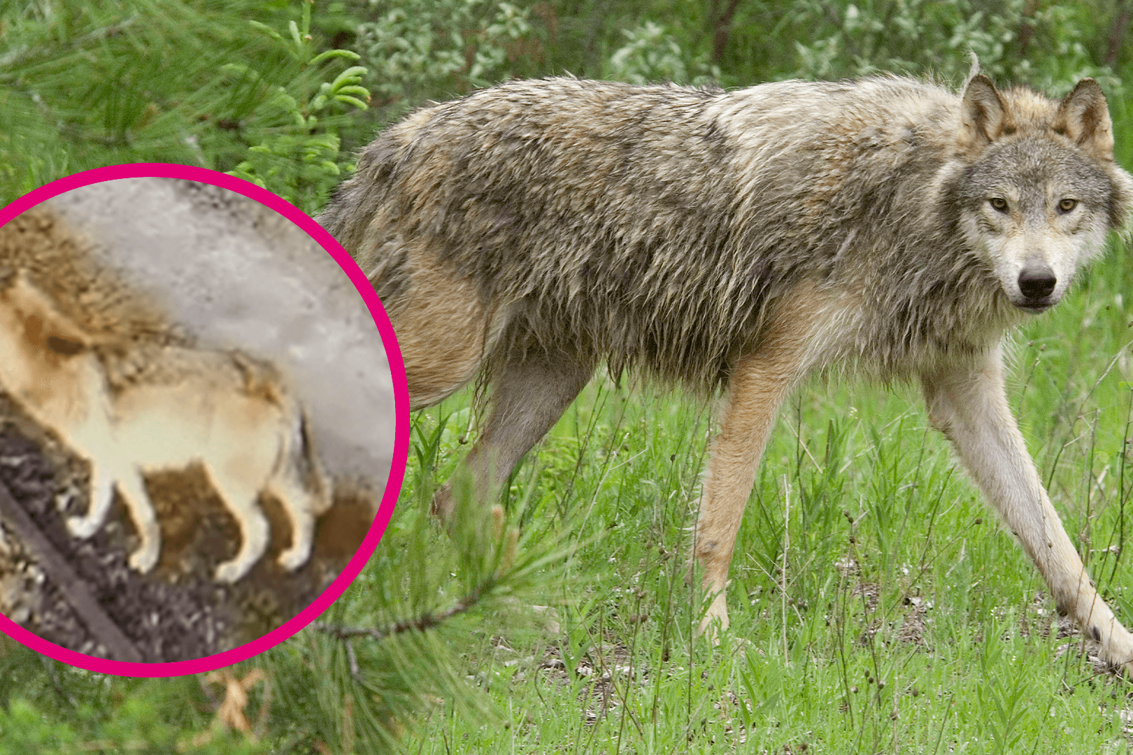 Wolf schleicht vor Wohnhaus herum