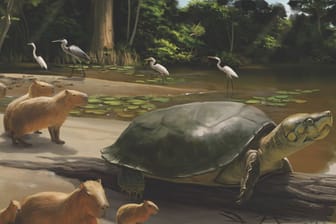 Eine computergenerierte Visualisierung der neu entdeckten Riesenschildkröte Peltocephalus maturin. Es ist möglich, dass diese Schildkrötenart aufgrund des Menschen ausstarb.