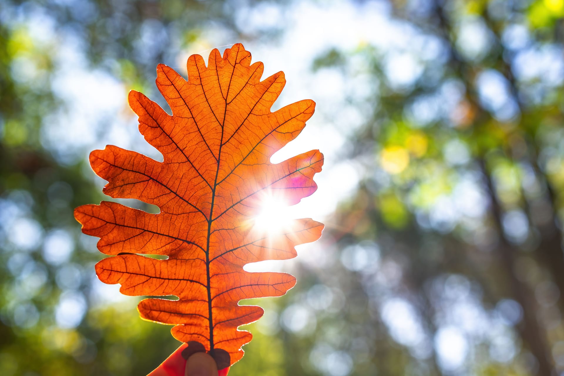 Autumn leaf swirl in hand and shining sun rays in the autumnal branches of trees in forest, fall season inspiration