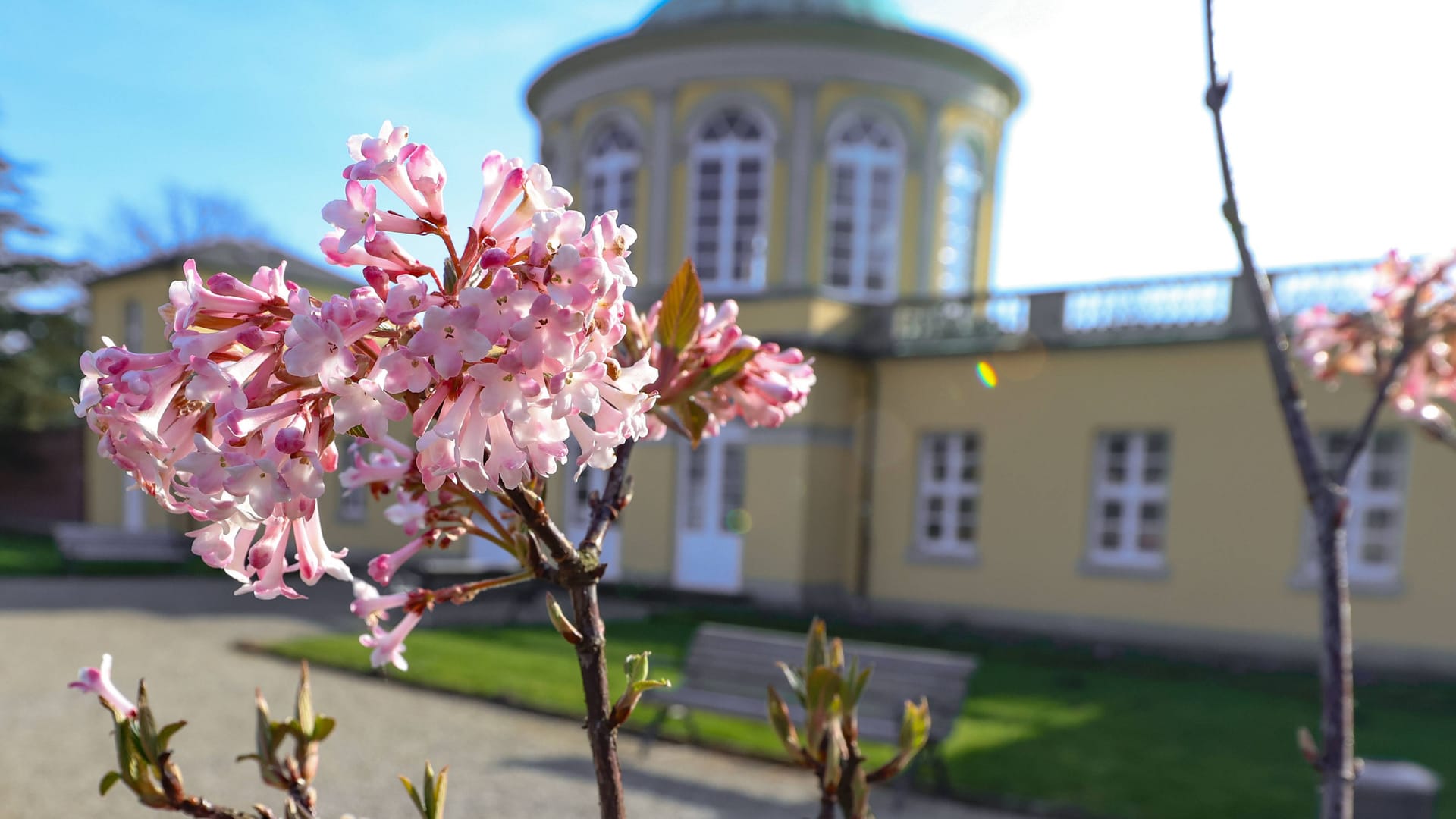 Blühende Bäume im Berggarten in Hannover: Das vergangene Wochenende brachte frühlingshaftes Wetter.