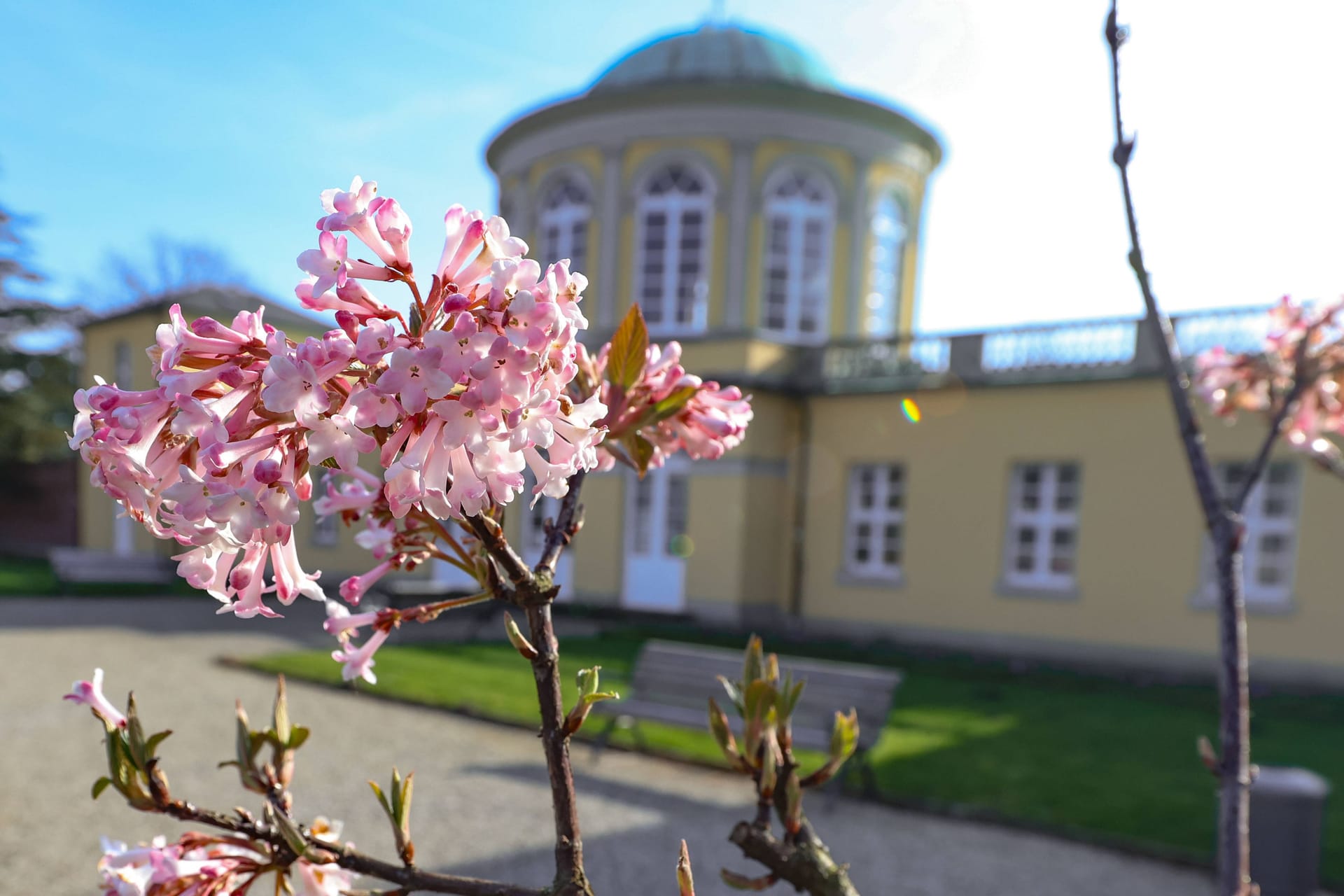 Blühende Bäume im Berggarten in Hannover: Das vergangene Wochenende brachte frühlingshaftes Wetter.