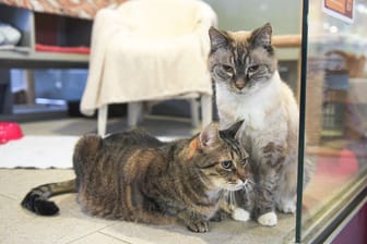 Zwei Katzen im Katzenhaus des Tierheims Berlin (Symbolbild): Riecki lebte 14 Jahre lang im Außengehege.