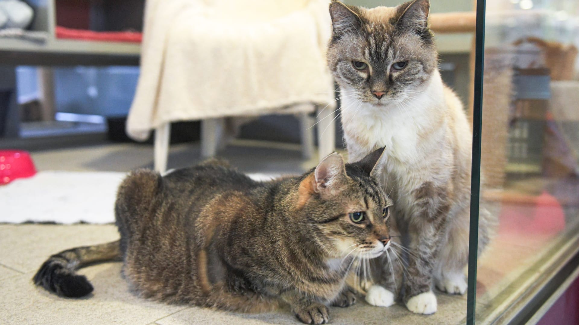 Zwei Katzen im Katzenhaus des Tierheims Berlin (Symbolbild): Riecki lebte 14 Jahre lang im Außengehege. Zwei Katzen im Katzenhaus des Tierheims Berlin (Symbolbild): Riecki lebte 14 Jahre lang im Außengehege.