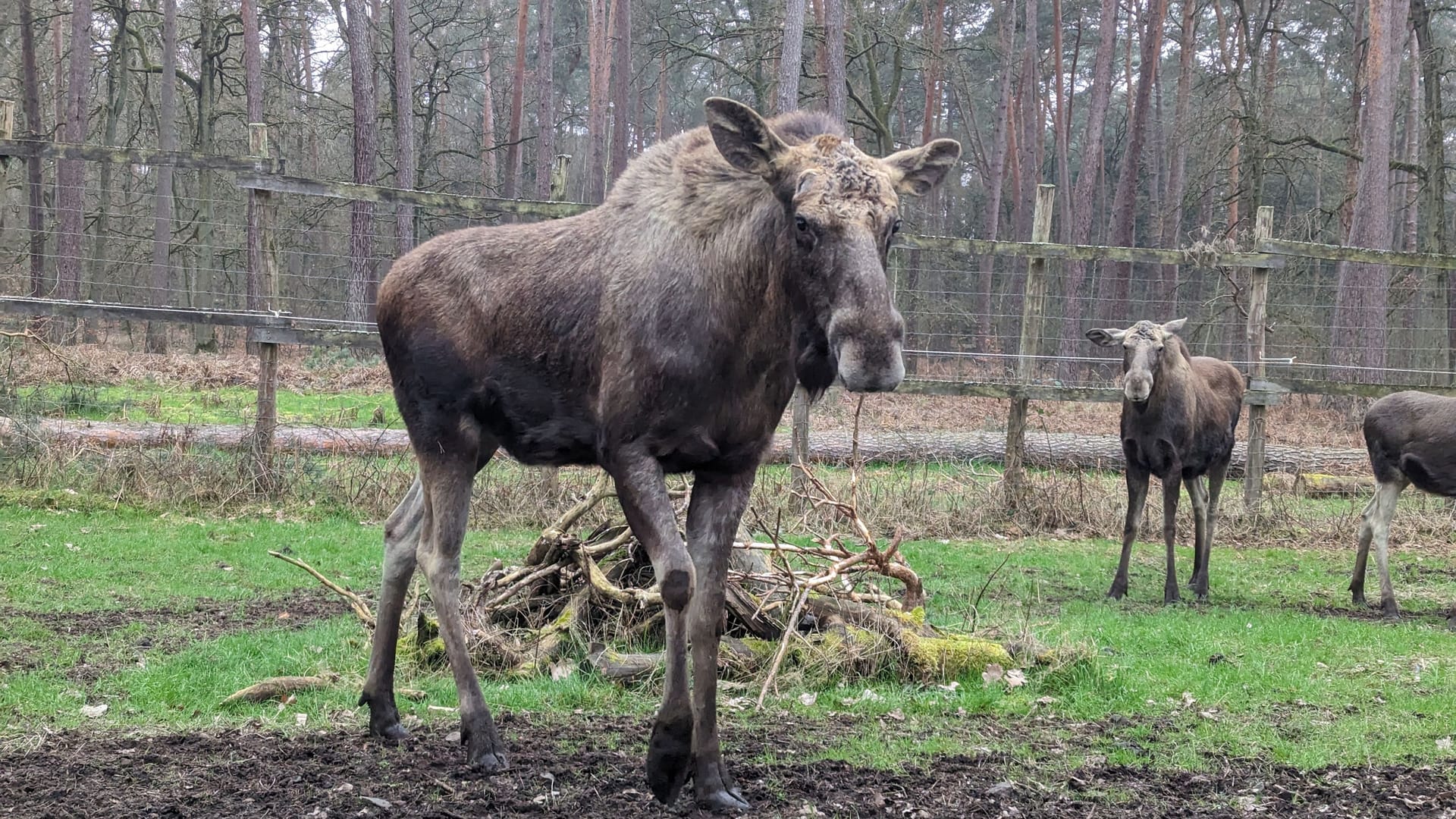 Elche im Hanauer Wildpark "Alte Fasanerie"