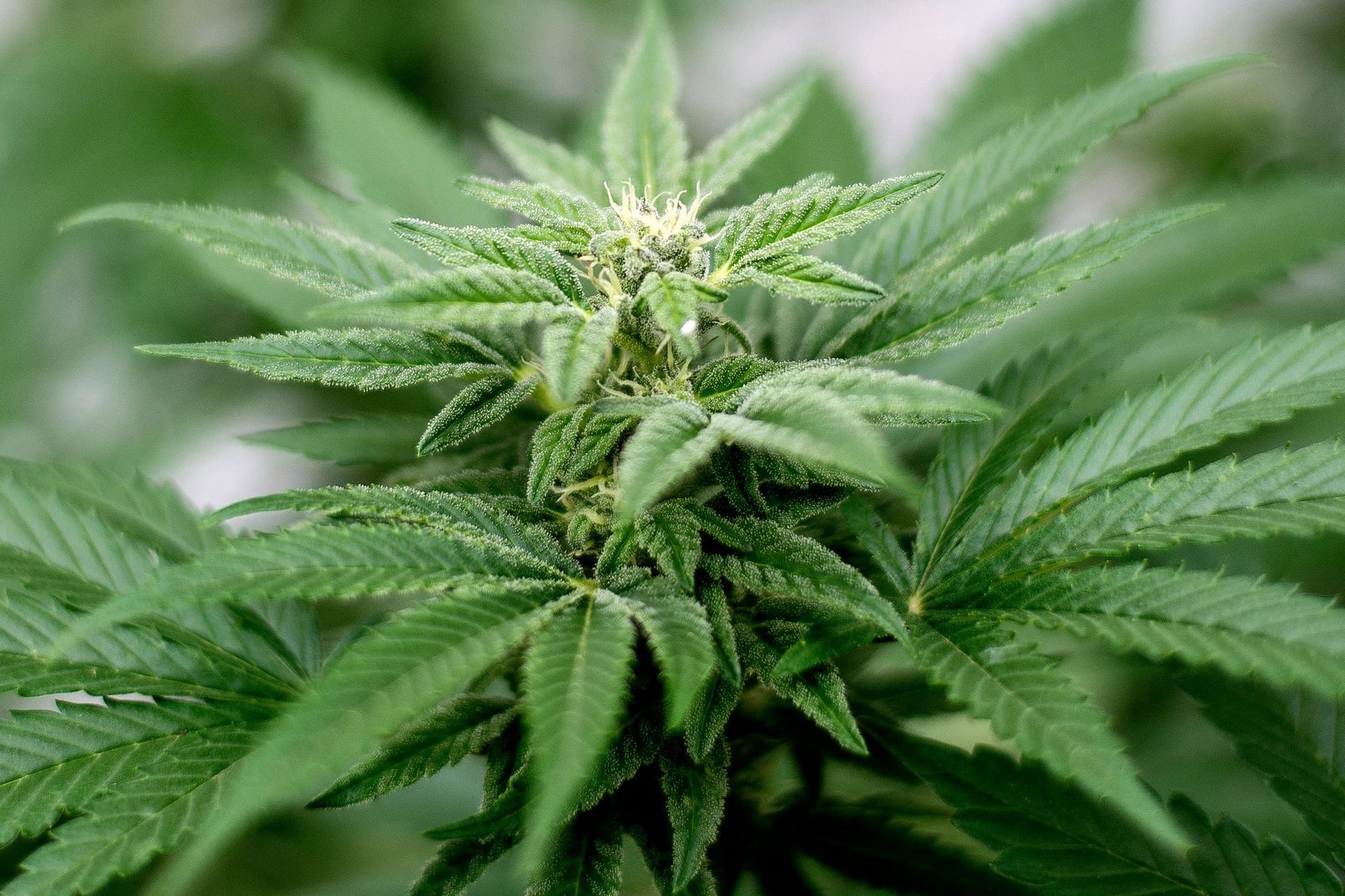 Cannabis-Pflanze