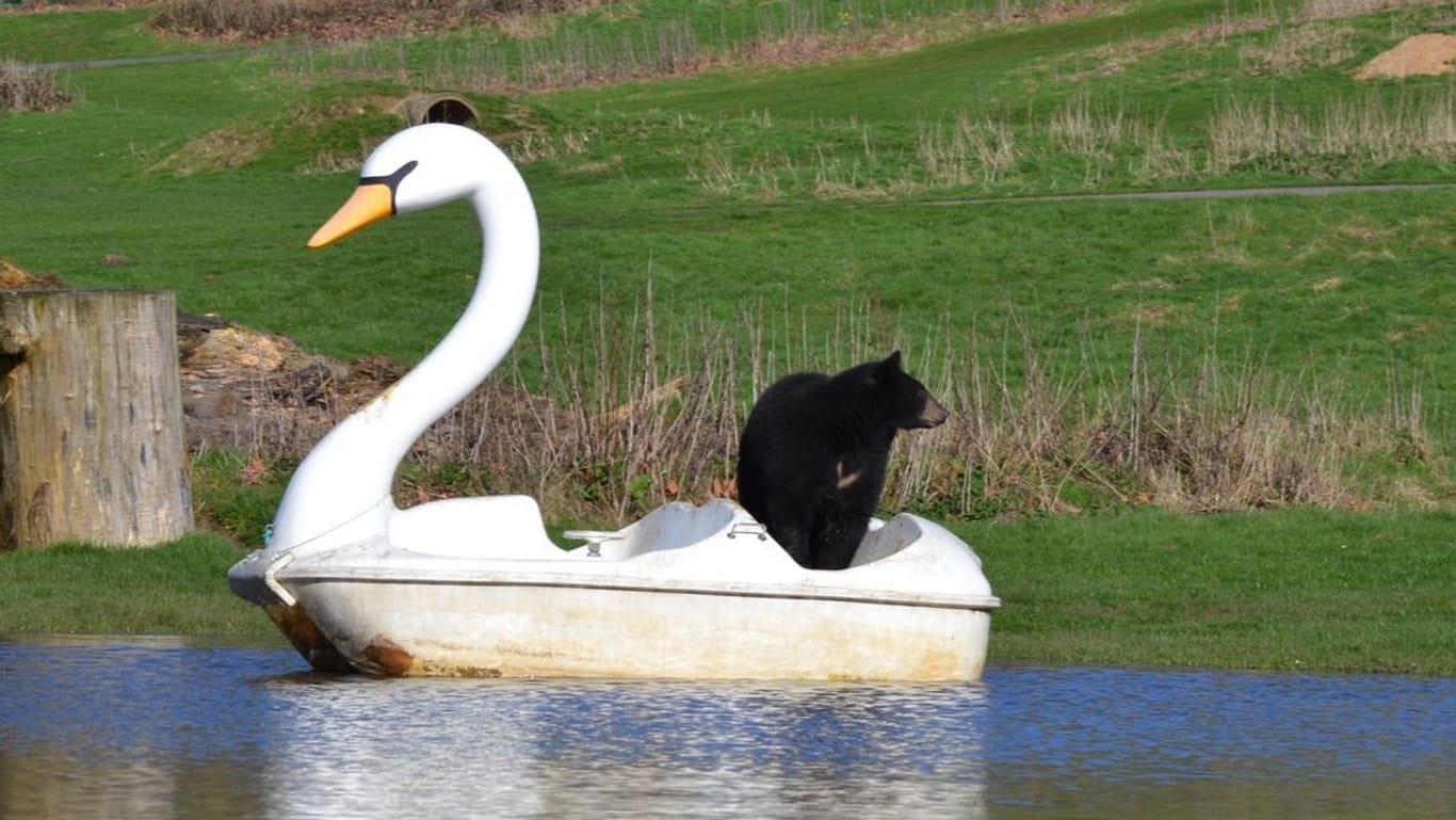 Keine Angst vor großen Schwänen: Ein junger Bär in Großbritannien fährt Boot.