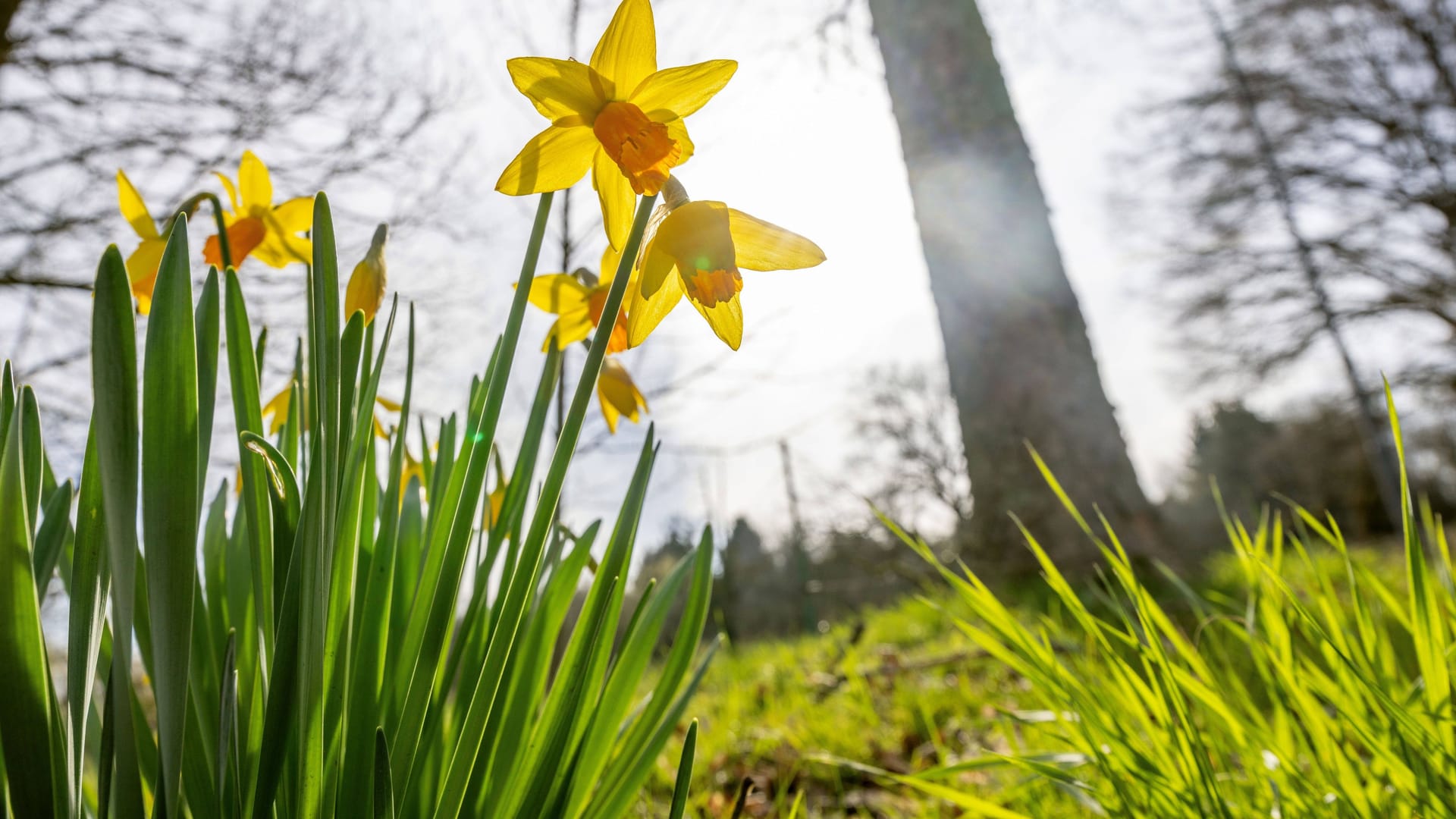 Osterglocken: Der Frühling ist in Deutschland eingekehrt.