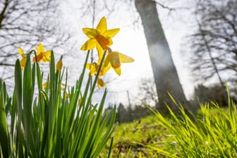 Osterglocken: Der Frühling ist in Deutschland eingekehrt.