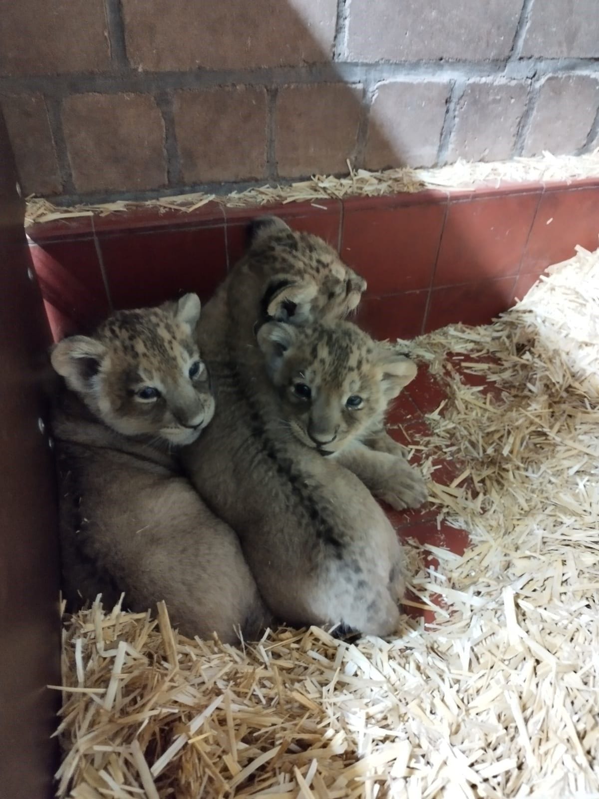 Der Löwen-Nachwuchs: Laut Zoo sind die Jungtiere "proper und wohlgenährt".