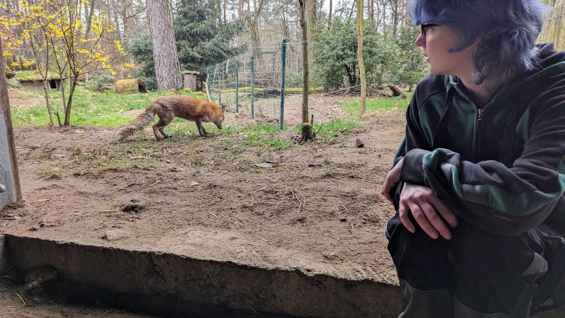 Auszubildende Maja und Rotfüchsin Kobi im Fuchsgehege der Alten Fasanerie.