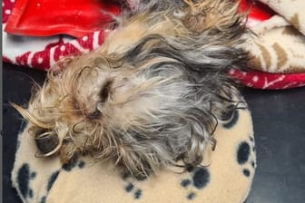 Der kleine Terrier wurde dem Tode nahe auf einem Spielplatz gefunden.