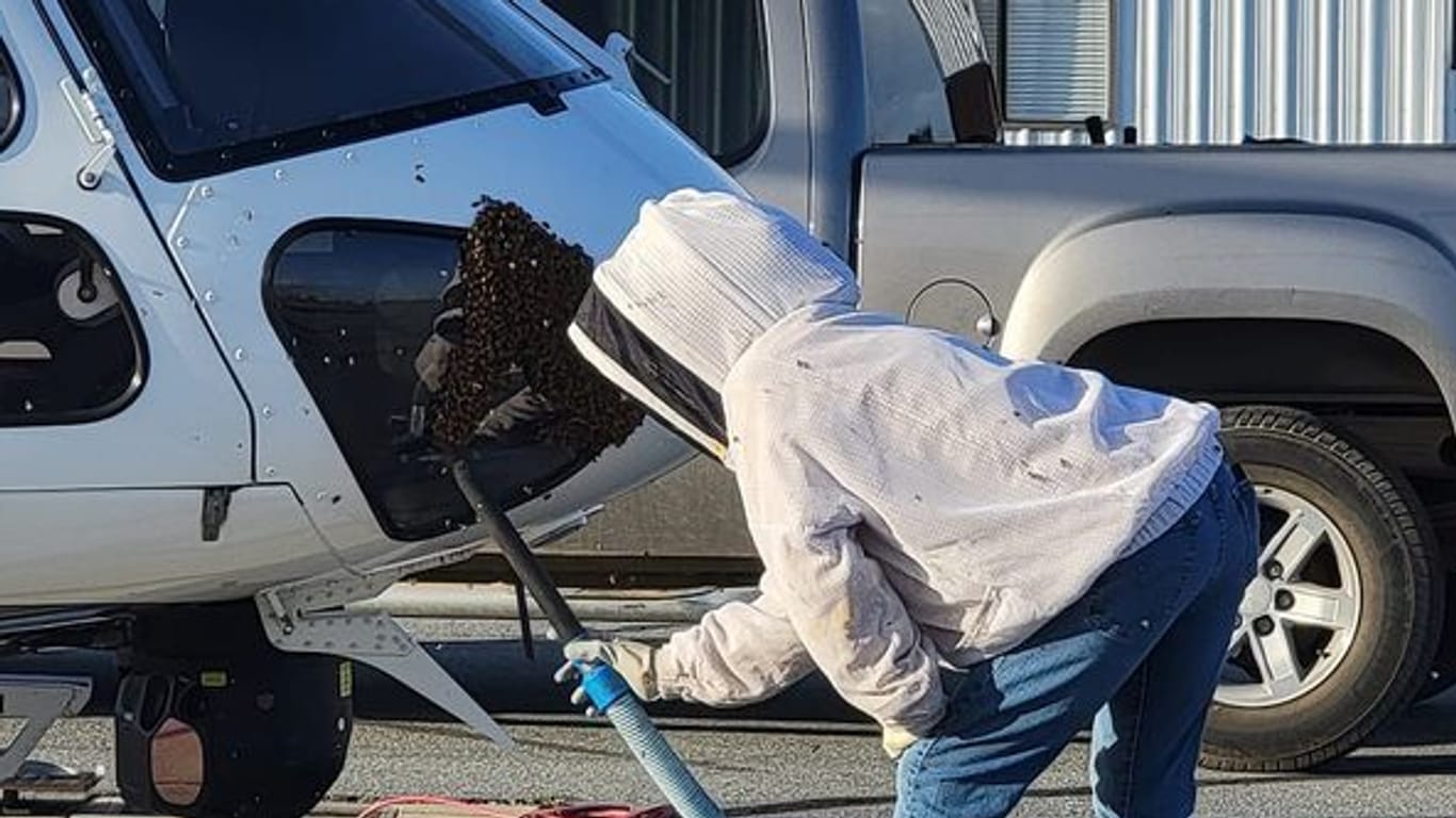 Sue Hulsmann entfernt Bienen vom Polizeihubschrauber: Mittlerweile haben die Tiere ein neues Zuhause gefunden.